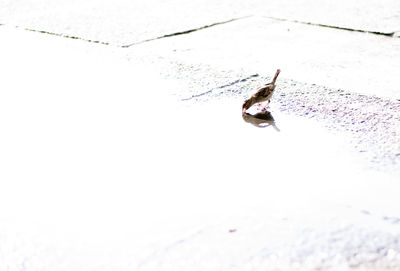 High angle view of insect on snow