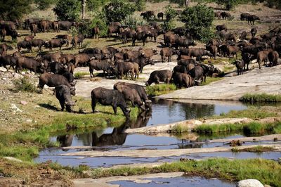 Panoramic view of buffalo in revier