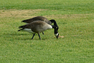 Mallard duck on field