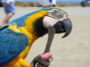 Close-up of peacock