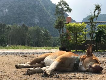 View of a dog resting on mountain