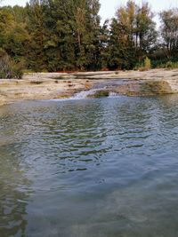 Scenic view of lake in forest