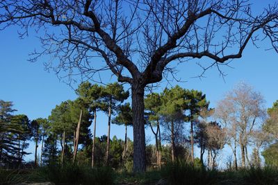 Trees on landscape against clear sky