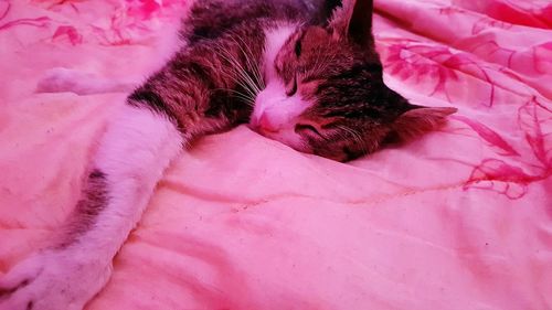 High angle view of cat sleeping on bed