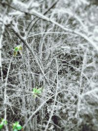Close-up of plant against blurred background