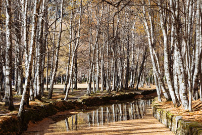 Bare trees in forest