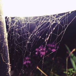Close-up of spider web