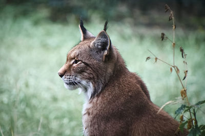 Close-up of a bobcat looking away