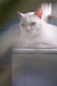 Close-up portrait of white cat sitting on floor