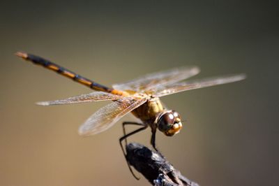 Close-up of dragonfly