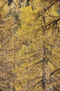 Full frame shot of trees in forest