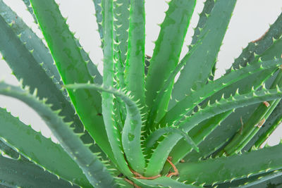 Aloe vera has been widely grown as an ornamental plant