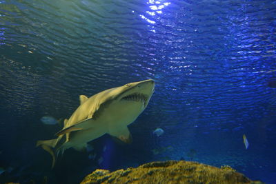 Close-up of fish swimming in sea