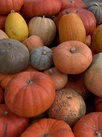 Full frame shot of pumpkins