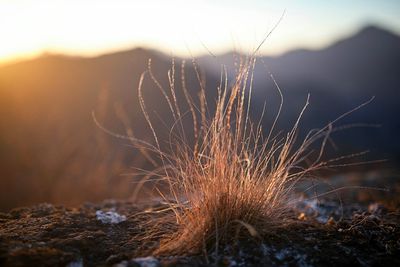 Close-up of grass