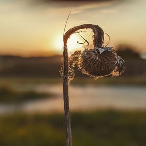 Close-up of dry plant on field
