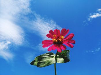 Low angle view of flowering plant against blue sky