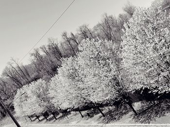 Plants on snow covered land against sky