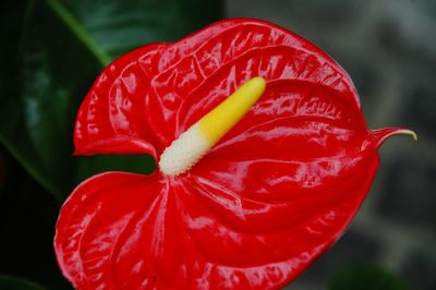 Close-up of red flower