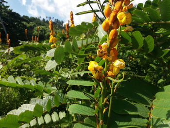 Close-up of yellow flowering plants