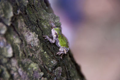 Close-up of lizard on tree trunk