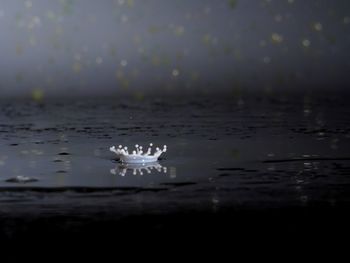 Bird in water