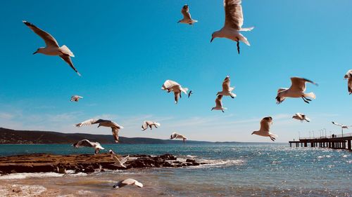 Seagulls flying over sea against blue sky