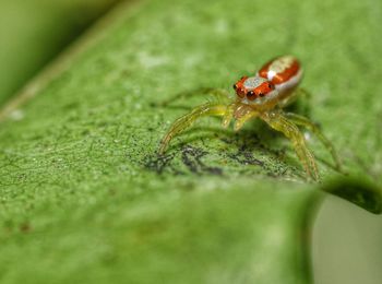 Close-up of spider on leaf