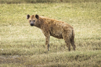 Portrait of an animal