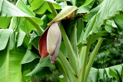 Close-up of fresh fruit on plant