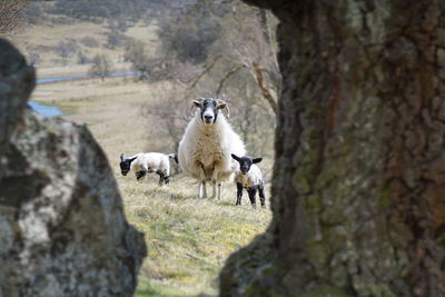 Portrait of sheep and two lambs