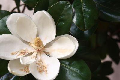 Close-up of white flowering plant