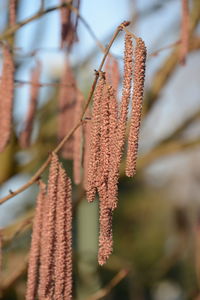 Close-up of leaves on branch