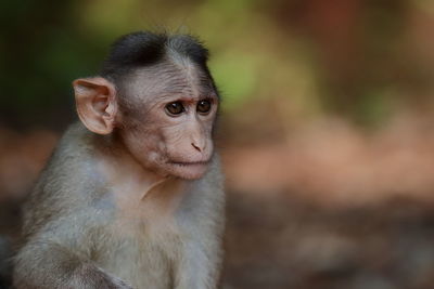 Portrait of a bonnet macaque 