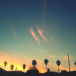 Low angle view of palm trees at sunset