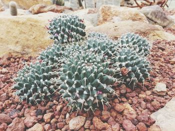 High angle view of cactus growing in desert