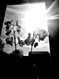 Low angle view of silhouette plant against sky