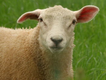 Close-up portrait of sheep on field