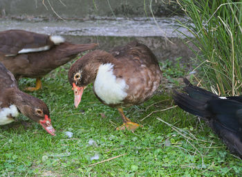 Close-up of duck on field