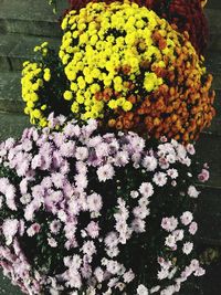 High angle view of flowering plant