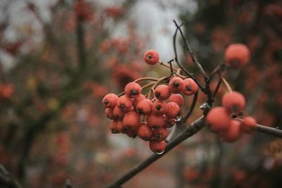 Close-up of rowanberries on plant