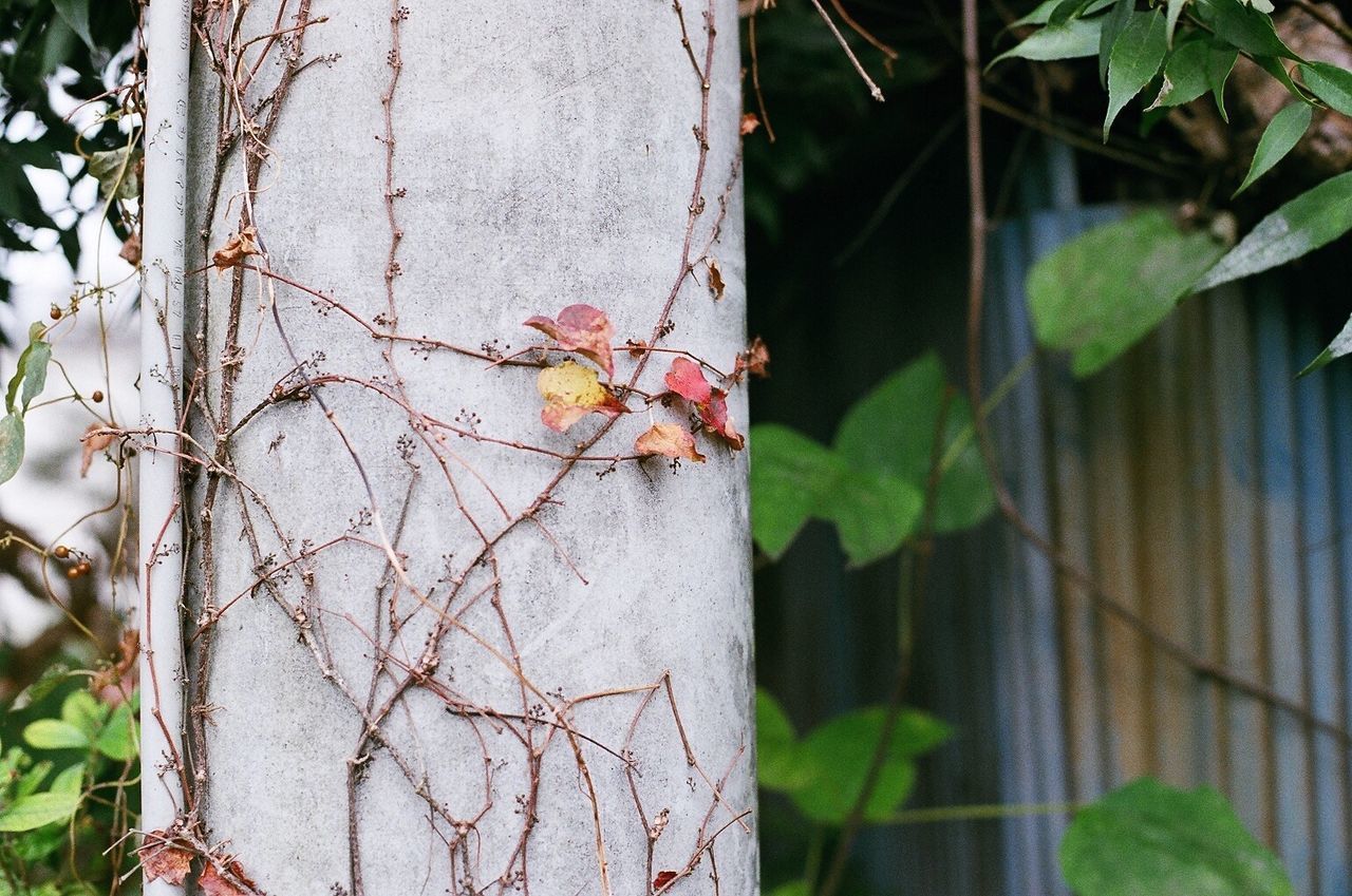 CLOSE-UP OF BIRD ON TREE