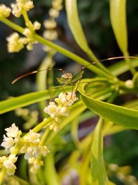 Close-up of insect on flowering plant