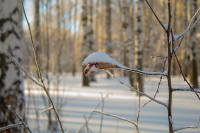 Close-up of frozen bare tree during winter