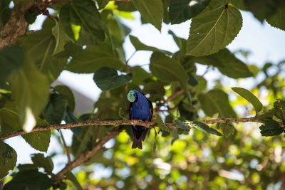 Low angle view of bird perching on tree