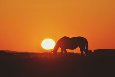 Silhouette of horse on landscape against orange sky