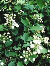 Close-up of white flowering plant