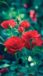 Close-up of red flowering plant