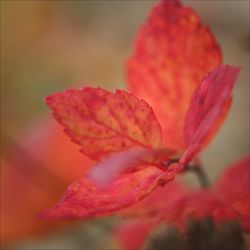 Close-up of red flower blooming outdoors