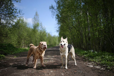 Portrait of dog standing on land